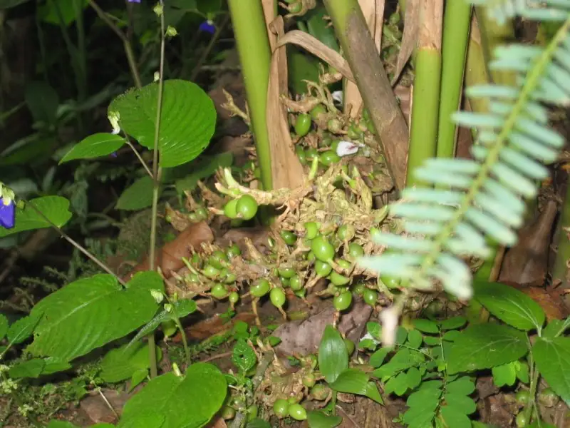 Cardamom and pepper vines on a working spice plantation near Munnar