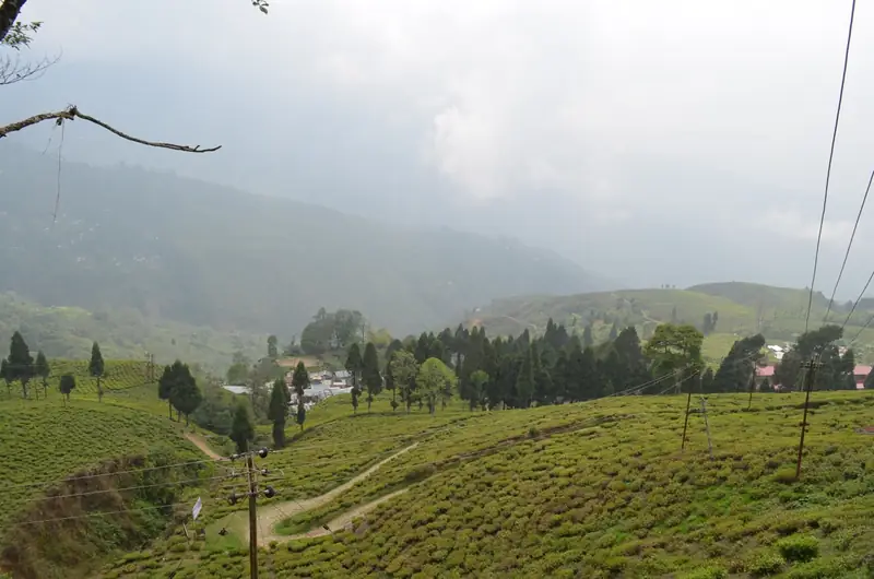 Darjeeling tea gardens