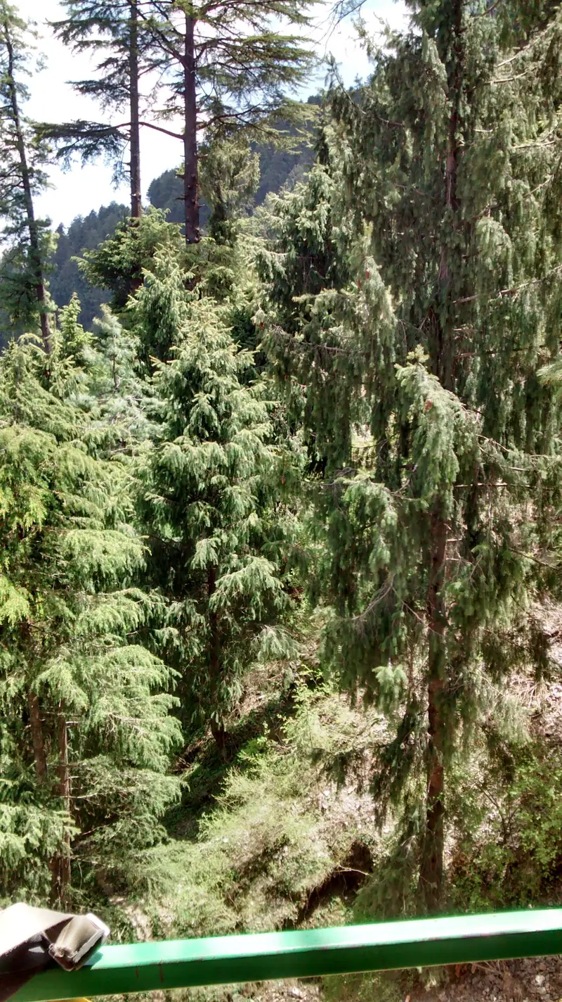 Snow-dusted slopes and pine forest at Kufri, near Shimla