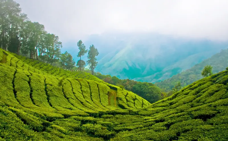 Panoramic view over layered Western Ghats valleys from Top Station, Munnar